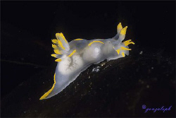 A Polycera over the algae, dressed with her delicated tra... by Gonzalo Perez 